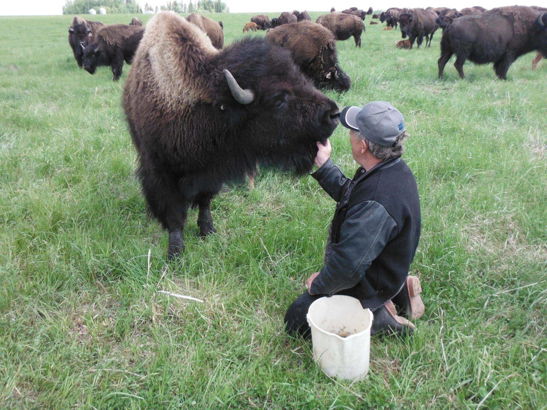HGB Bison Ranch Alberta Open Farm Days